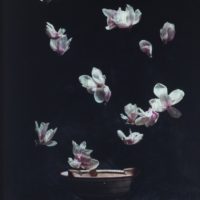 Magnolia Brut Noir – Origin of Oracle