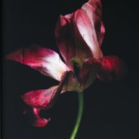 Tulipe Sauvage I