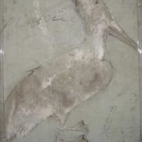 Pelican Verte