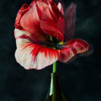 Tulipe Sauvage II