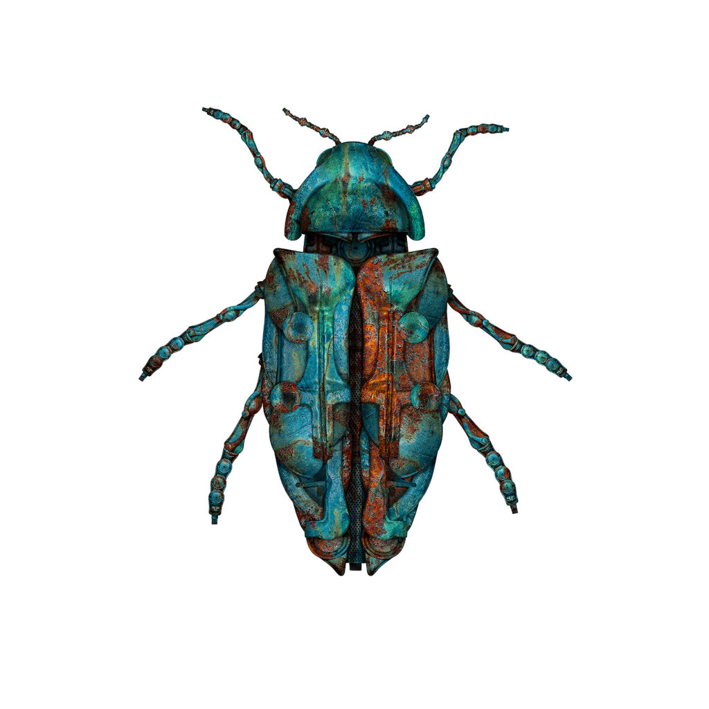 Jewel Beetle 2