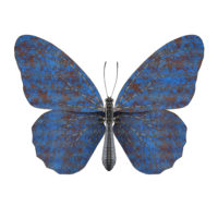 Butterfly II-blue