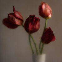 Tulipe Absolue II