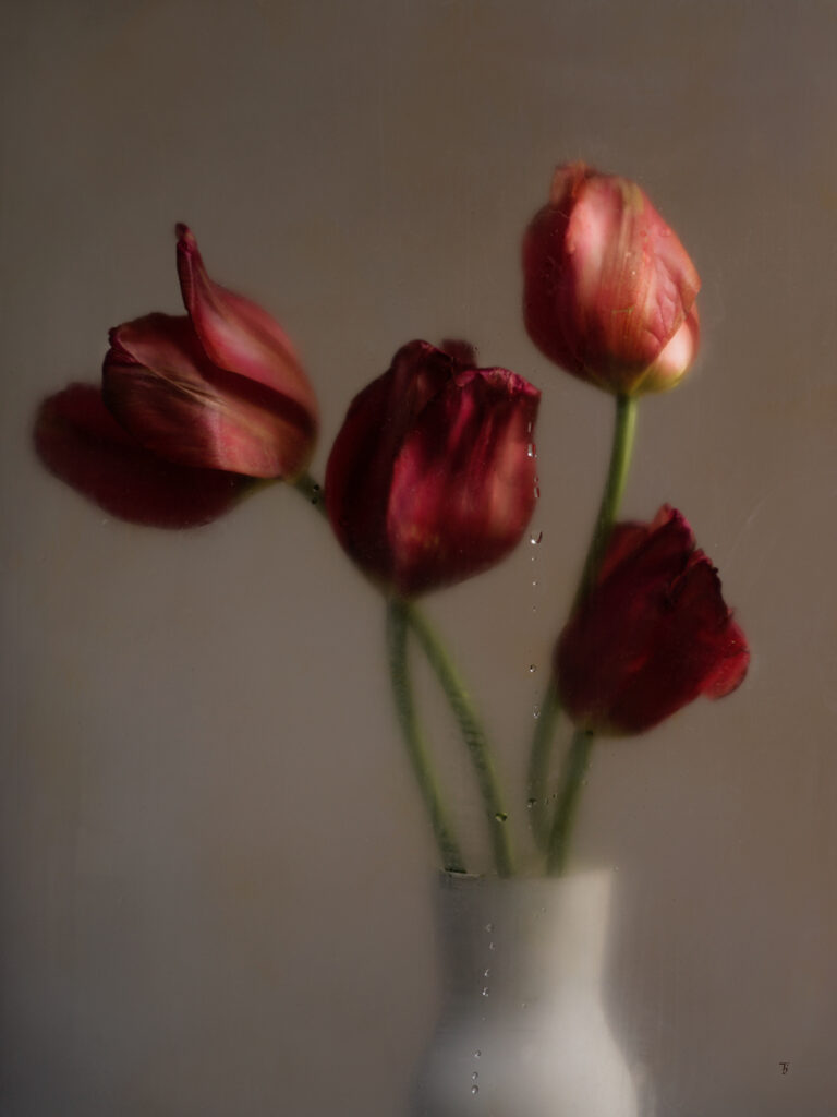 Tulipe Absolue II