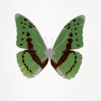 The Souls III Leaf Green – Chocolate – Silver Gloss OC7947