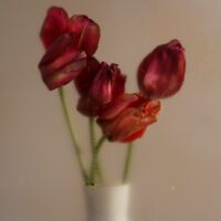 Tulipe Absolue I