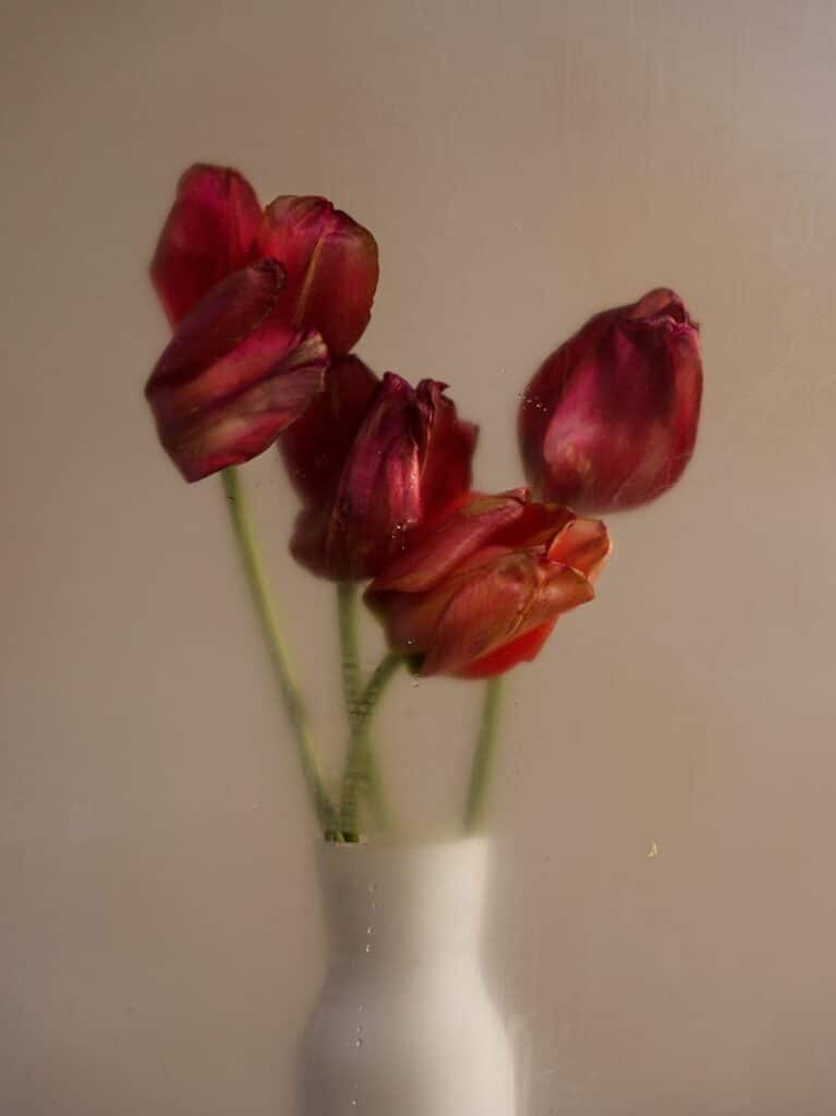 Tulipe Absolue I