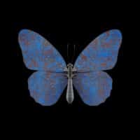 Butterfly II – Blue