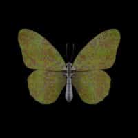 Butterfly III – Green