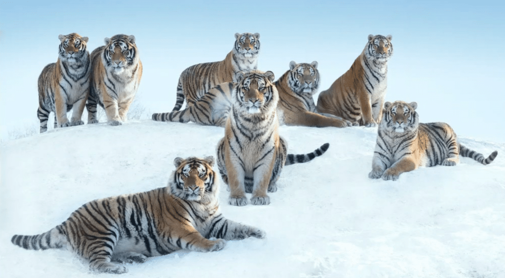 Siberians