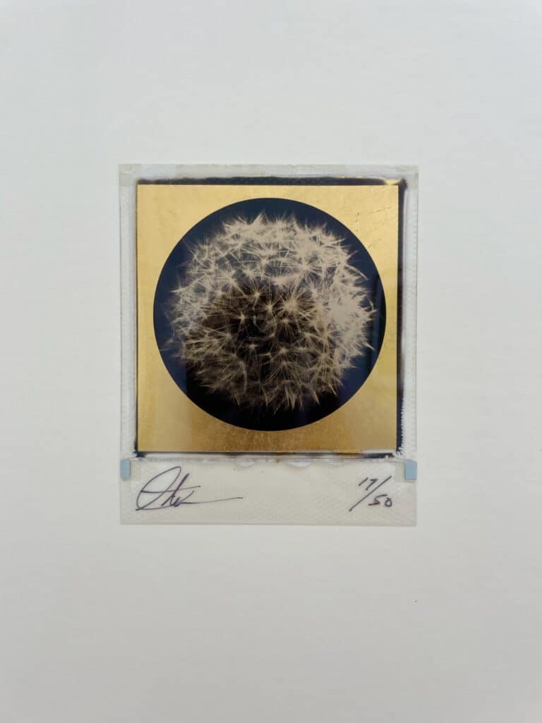 Dandelion
